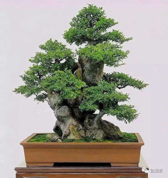 榆树老桩怎么制作成盆景的方法