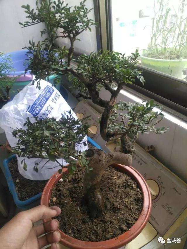 榆树老桩怎么制作成盆景的方法