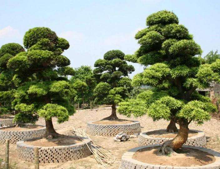 罗汉松盆栽制作成盆景