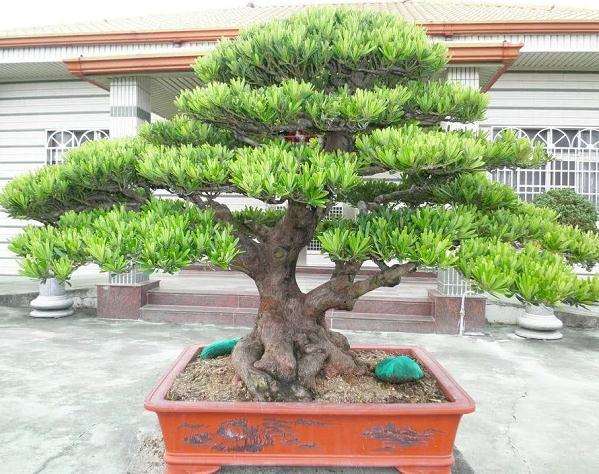 罗汉松盆栽制作成盆景
