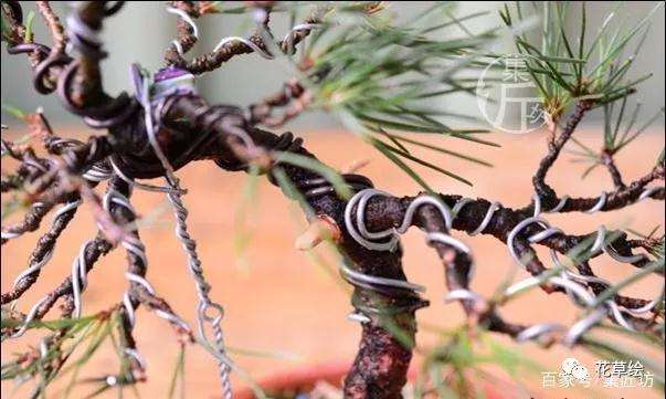 盆景定型与舍利干水线的勾勒技巧