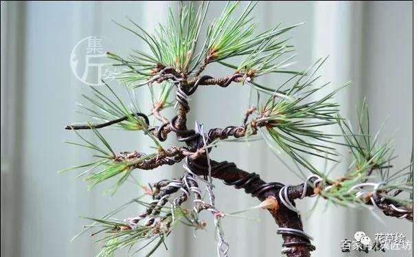 盆景定型与舍利干水线的勾勒技巧