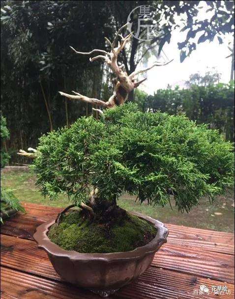 盆景定型与舍利干水线的勾勒技巧