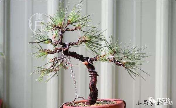 盆景定型与舍利干水线的勾勒技巧