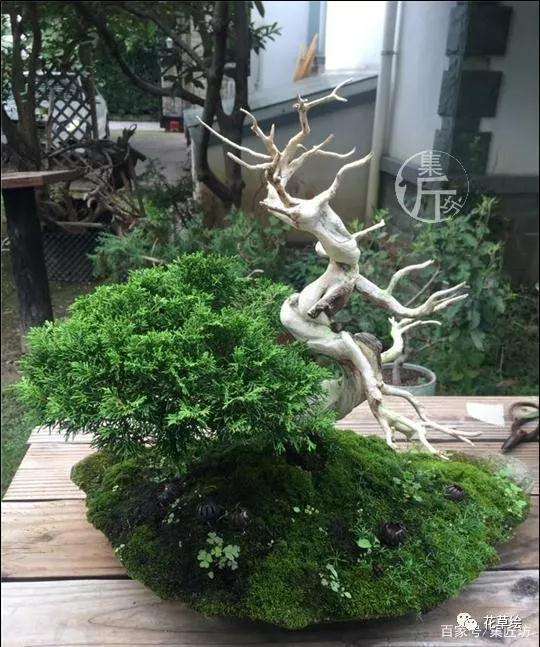 盆景定型与舍利干水线的勾勒技巧