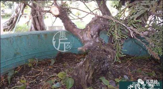 盆景定型与舍利干水线的勾勒技巧