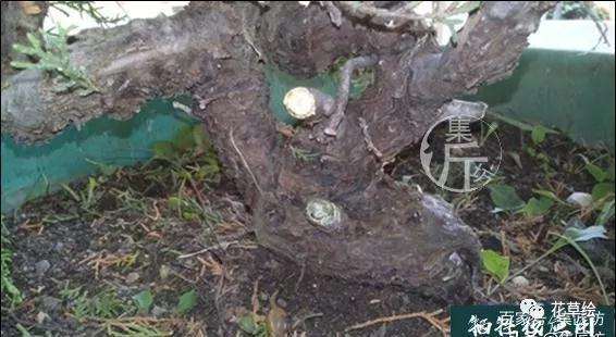 盆景定型与舍利干水线的勾勒技巧