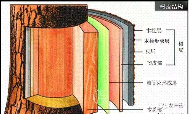 盆景定型与舍利干水线的勾勒技巧