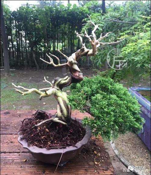 盆景定型与舍利干水线的勾勒技巧