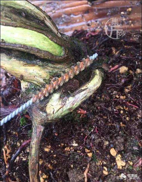 盆景定型与舍利干水线的勾勒技巧