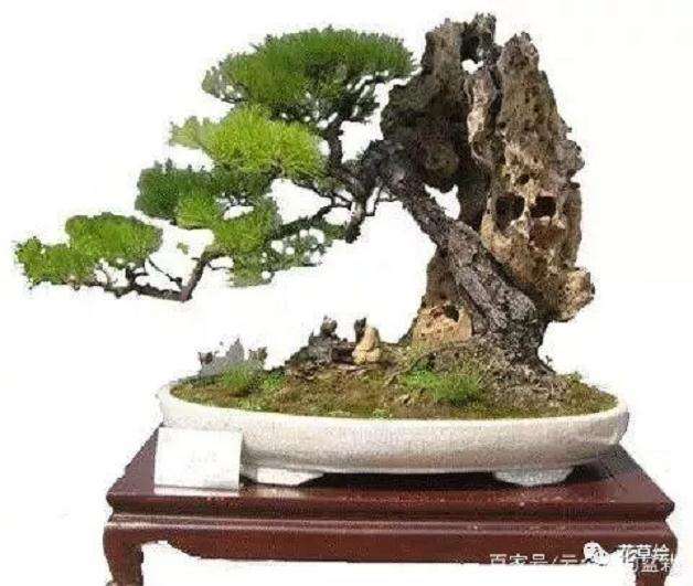 松石盆景怎么上盆造型的方法