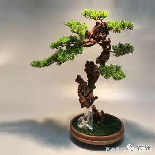 制作松石盆景的材料怎么选择