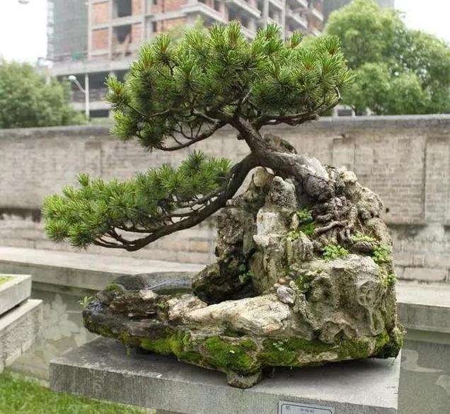 制作松石盆景的材料怎么选择