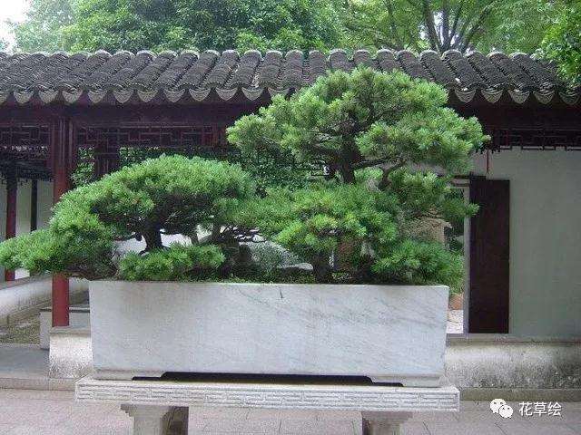 迎客松盆景怎么养殖的7个方法