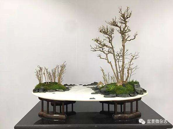 全国中青年创意盆景展随感