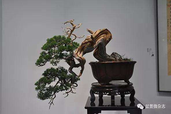 全国中青年创意盆景展随感