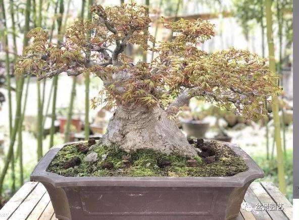 怎么用截干蓄枝制作矮霸盆景的方法