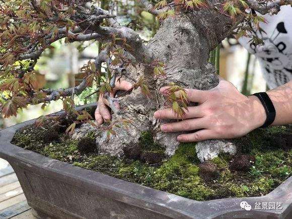 怎么用截干蓄枝制作矮霸盆景的方法