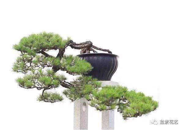 怎么采取挖掘山松树桩盆景的方法