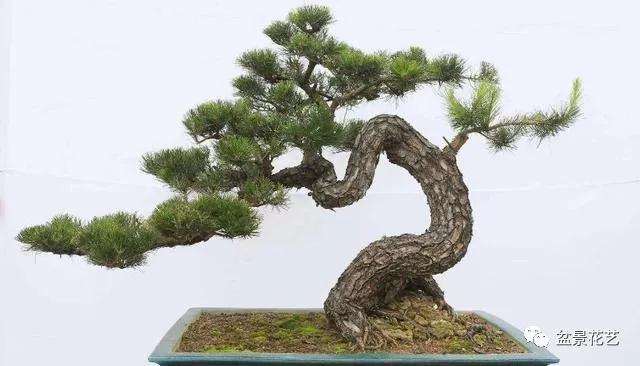 怎么采取挖掘山松树桩盆景的方法
