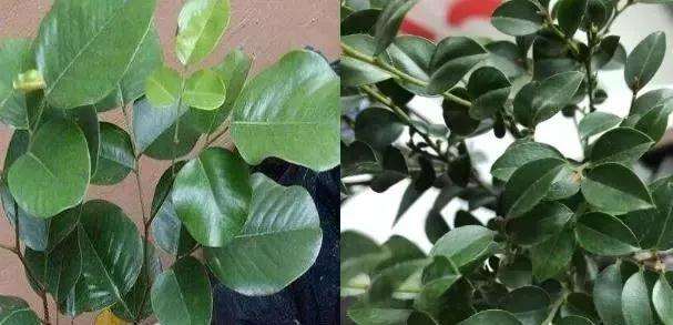 如何鉴别小叶紫檀盆景的方法