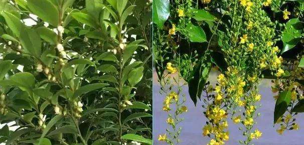 如何鉴别小叶紫檀盆景的方法