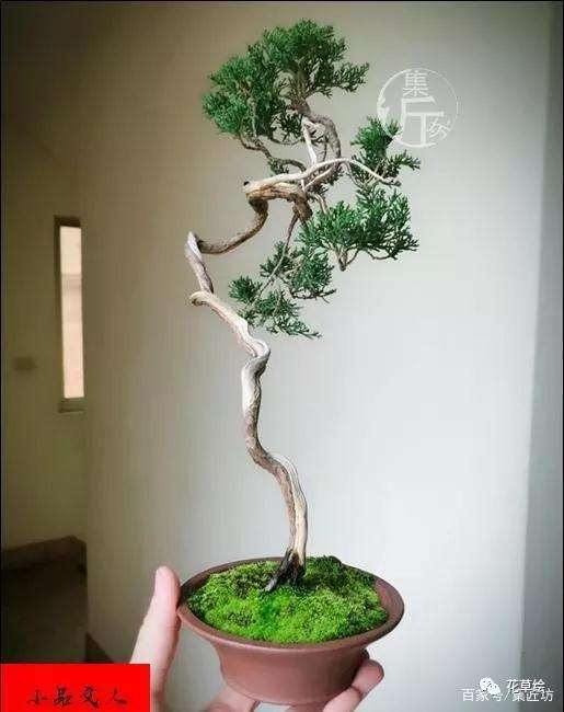 真柏盆景怎么制作舍利干的方法