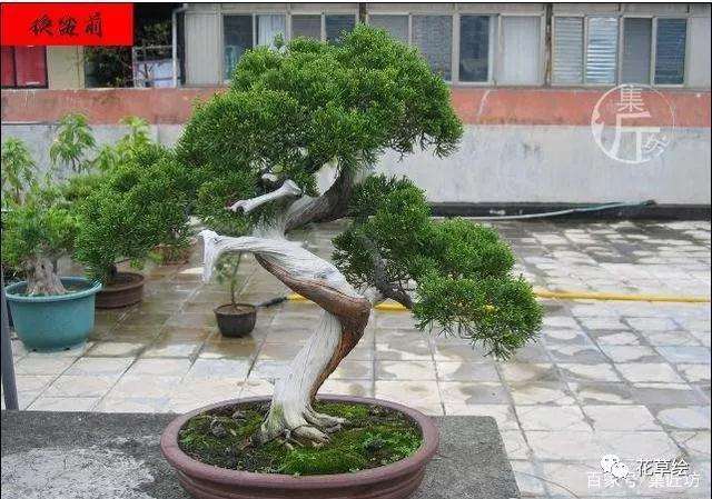 真柏盆景怎么制作舍利干的方法