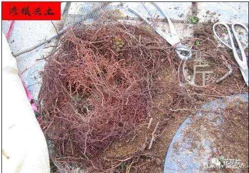 真柏盆景怎么制作舍利干的方法