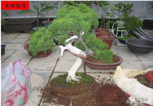 真柏盆景怎么制作舍利干的方法