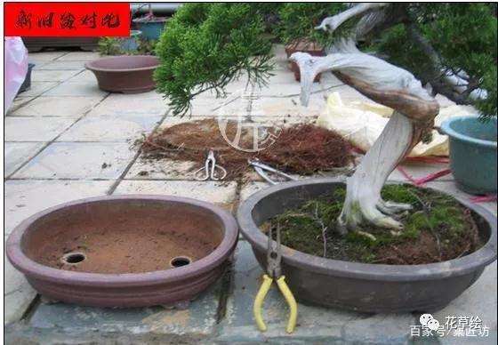 真柏盆景怎么制作舍利干的方法