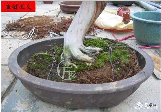 真柏盆景怎么制作舍利干的方法