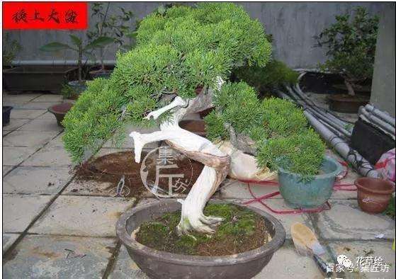 真柏盆景怎么制作舍利干的方法