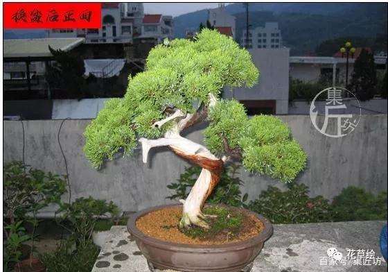 真柏盆景怎么制作舍利干的方法