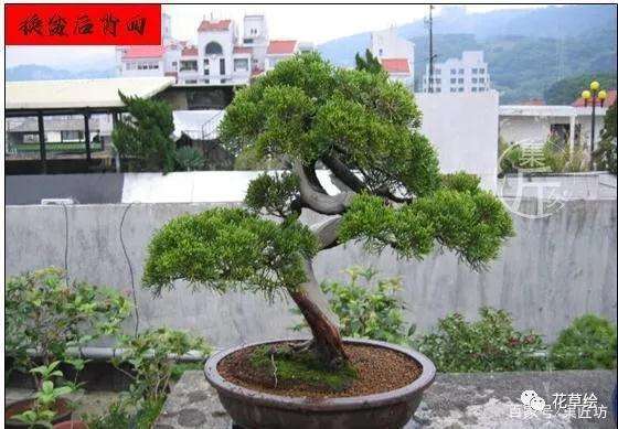 真柏盆景怎么制作舍利干的方法