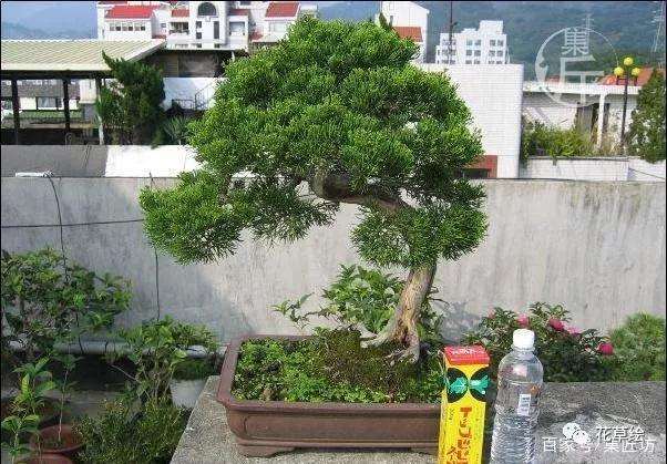 真柏盆景怎么制作舍利干的方法