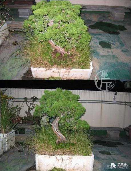 真柏盆景怎么制作舍利干的方法