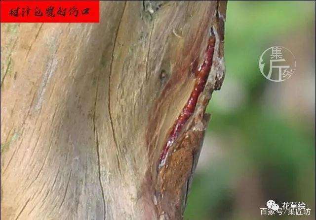 真柏盆景怎么制作舍利干的方法