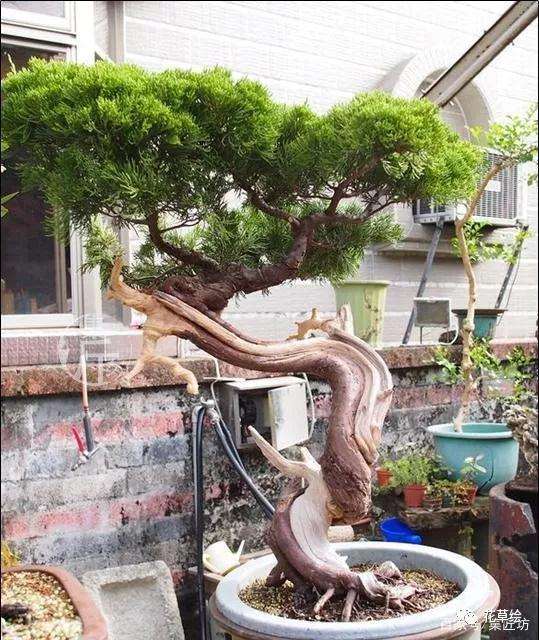 真柏盆景怎么制作舍利干的方法