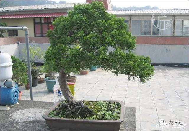 真柏盆景怎么制作舍利干的方法