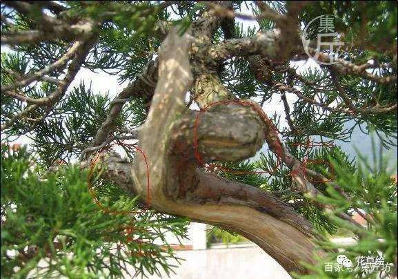真柏盆景怎么制作舍利干的方法