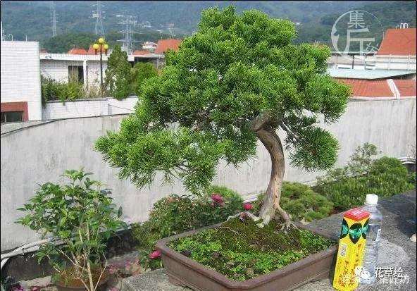 真柏盆景怎么制作舍利干的方法