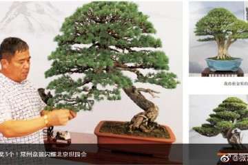 2019年 中国世界园艺博览会在北京举行