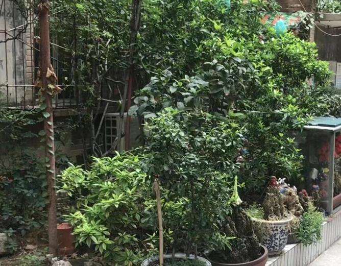 郑州八旬老人制作盆景20多年