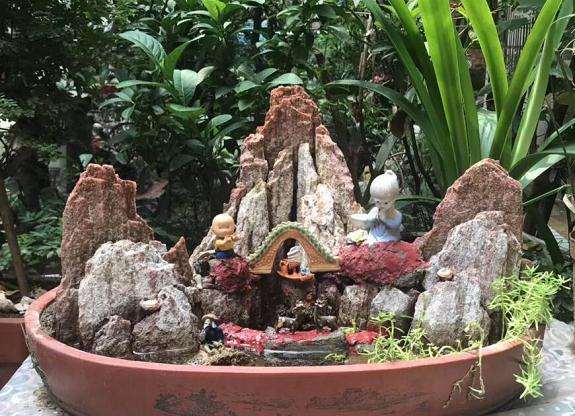 郑州八旬老人制作盆景20多年 图片