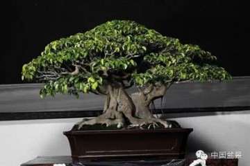 2019 国际盆景竞赛颁奖仪式在北京举办