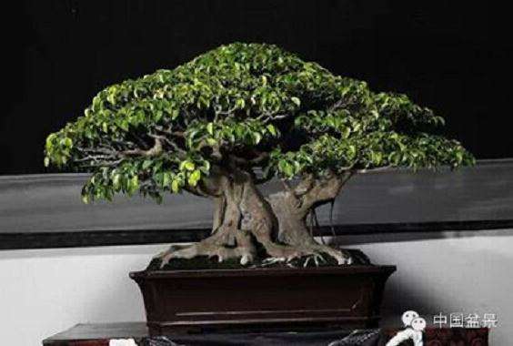 2019 国际盆景竞赛颁奖仪式在北京举办