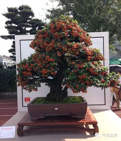 2019北京世园会盆景国际竞赛颁奖典礼