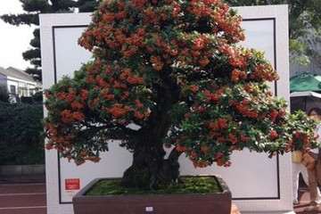 2019北京世园会盆景国际竞赛颁奖典礼