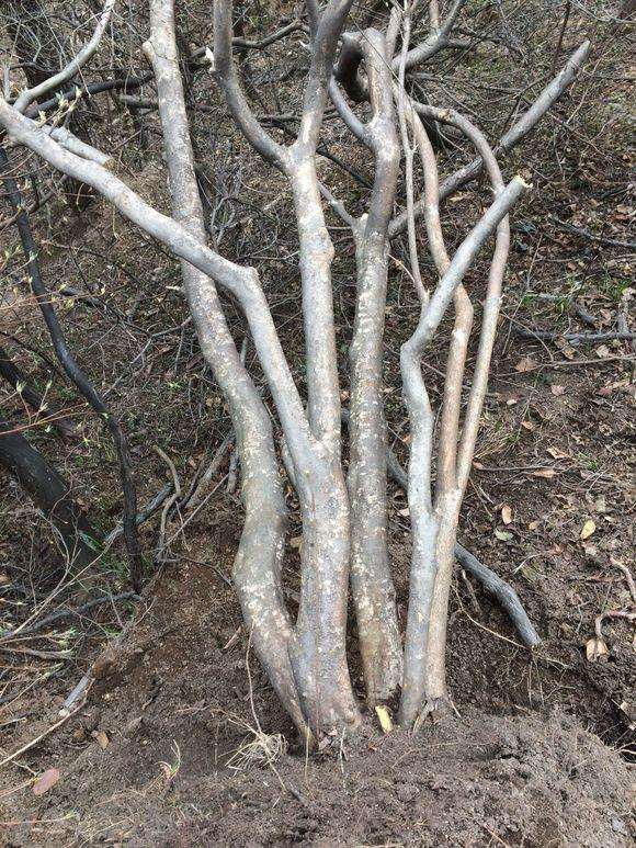 怎么区别映山红与杜鹃的方法